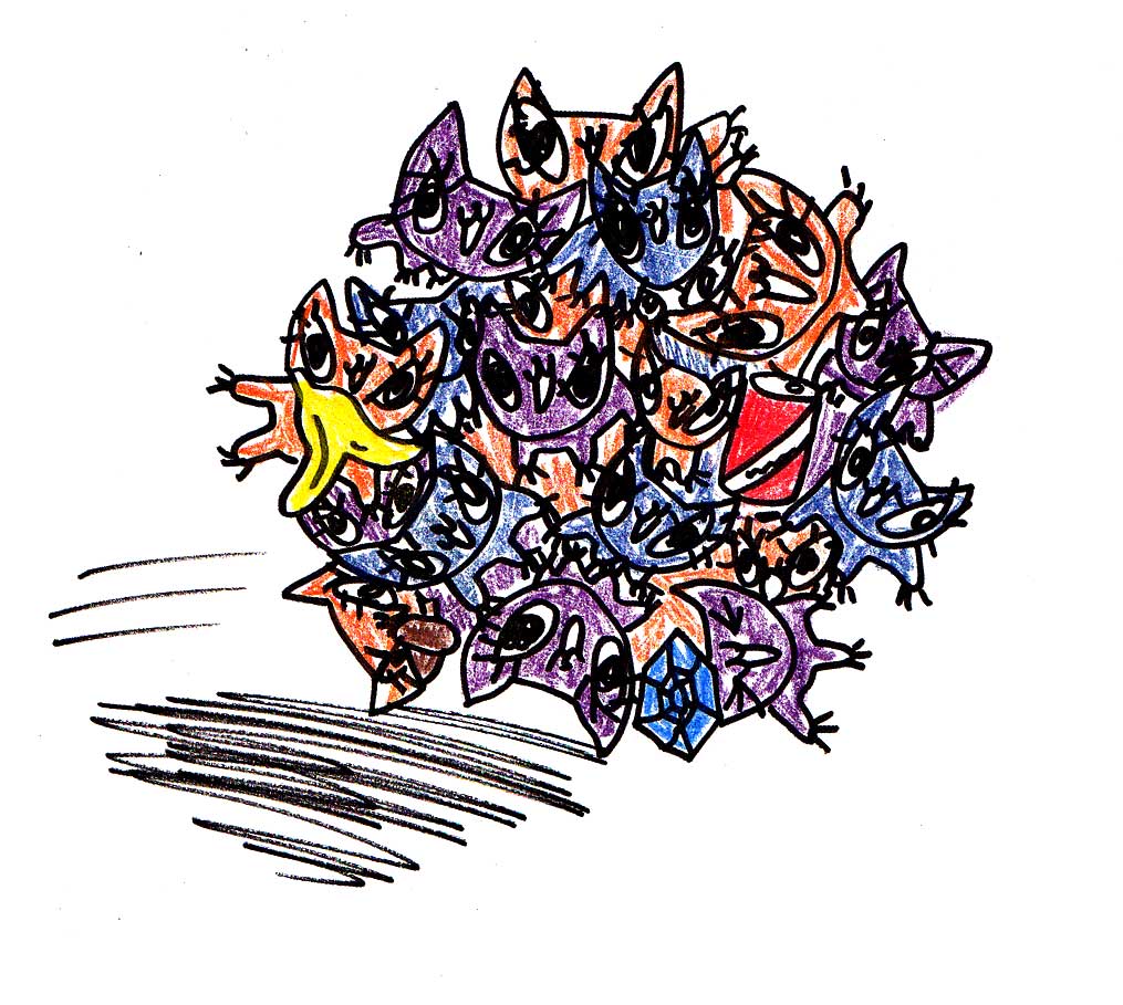 catamari cats